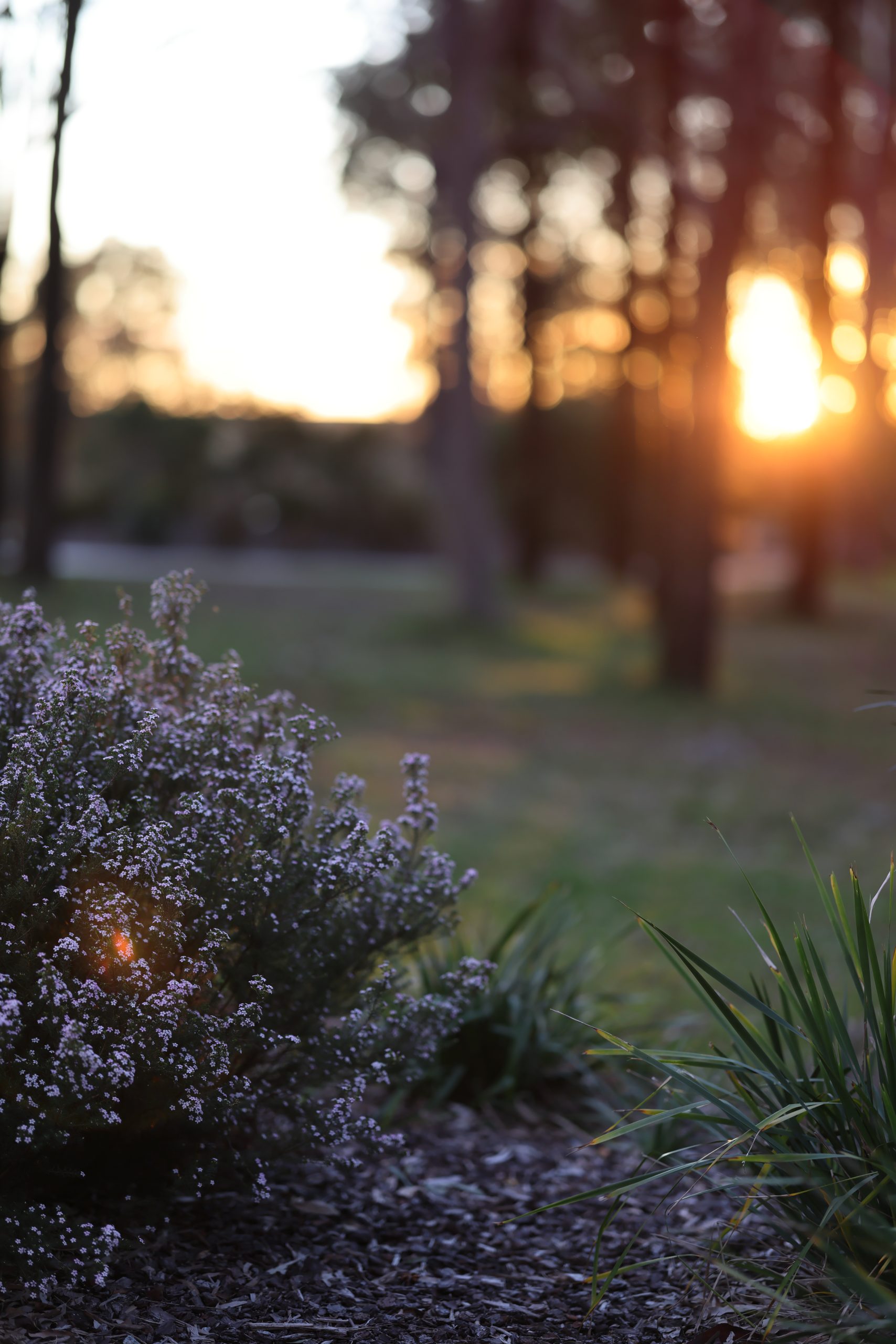 Exploring Hunter Valley: The Best Spots for Stunning Photos